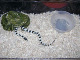 Terrario per serpenti 1174 0 terrario serpente_ok.JPG